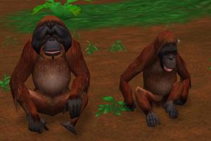 Darker Faced Orangutan Variants