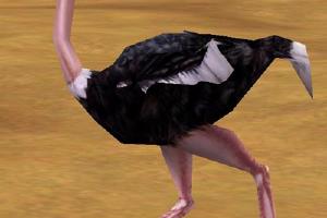 Darker Male Ostrich Variant