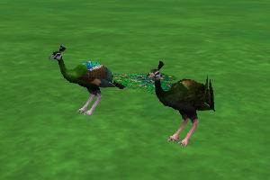 Emerald Spalding Peafowl