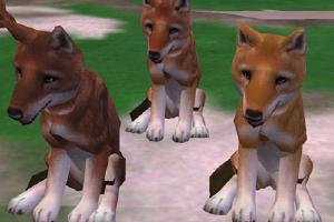 Ethiopian Wolf Variants