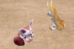 Fennec Fox Variant