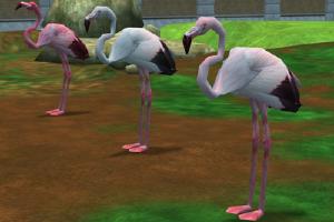 Flamingo Variants