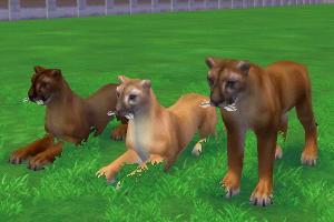 Florida Panther Variants