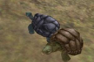 Galapagos Tortoise Variant