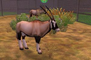 Gemsbok Variant