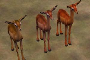 Two Gerenuk Variants