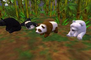 Giant Panda Variants