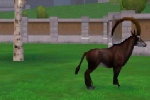 Giant Sable Antelope Variants
