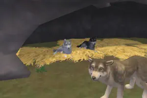 Gray Wolf Variants