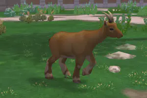 Ibex Variant