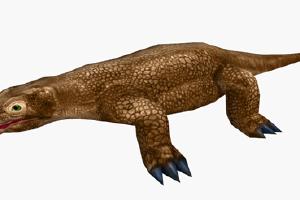 Komodo Dragon Variants