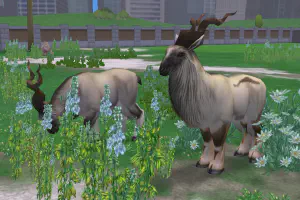 Markhor Variants II