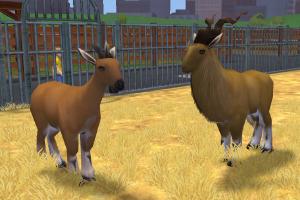 Markhor Variants