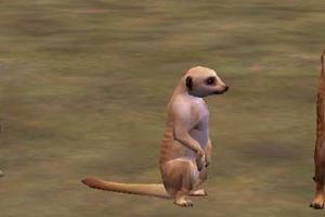 3 Meerkat Variants