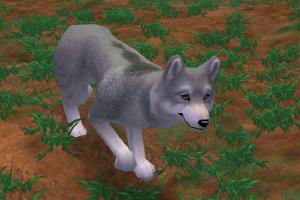 Pale Wolf Variant
