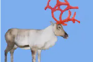 Reindeer Variants
