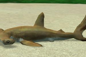 Scalloped Hammerhead Variants