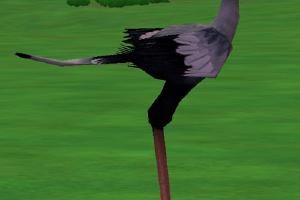 Secretary Bird Variants