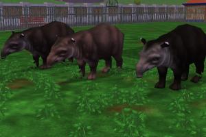 Baird's Tapir Variants