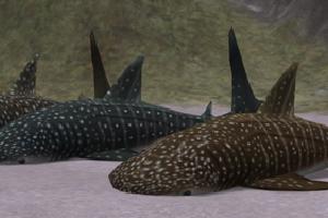 Whale Shark Variants