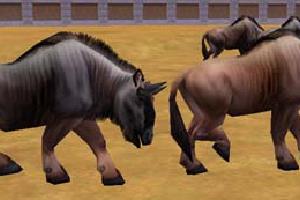 Wildebeest Variants