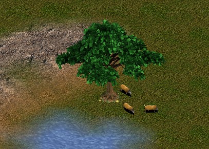 Red River Hog | ZooBerry