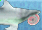 Helicoprion