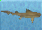 Hybodus