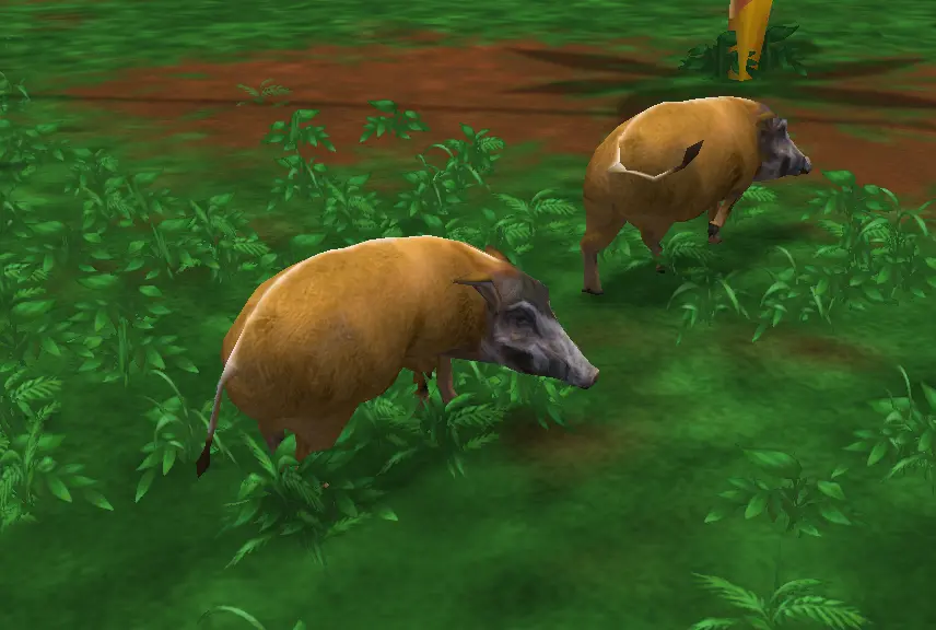 Red River Hog | ZooBerry