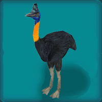 Northern Cassowary