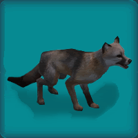 Channel Island Fox