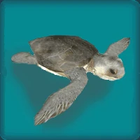 Flatback Turtle