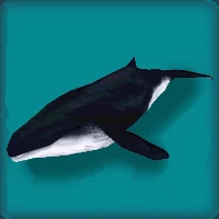 Southern Minke Whale