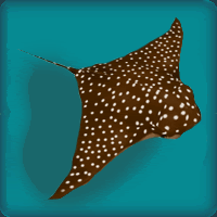 Spotted Eagle Ray